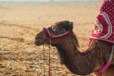 Close-up of a camel on land in agadir 