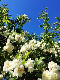 Low angle view of flower tree against blue sky