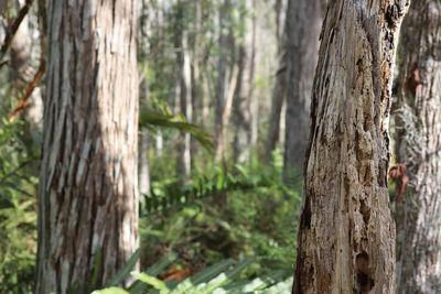 Close-up of tree trunk in forest