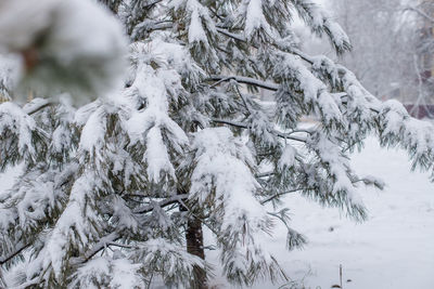 Snow covered pine trees in forest during winter