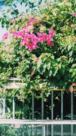 Flowering plants and trees by fence