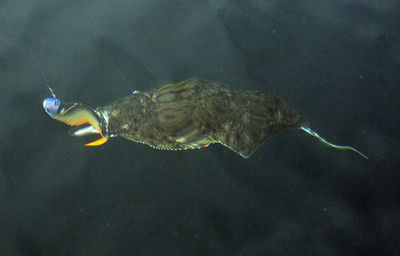 Fish swimming in sea