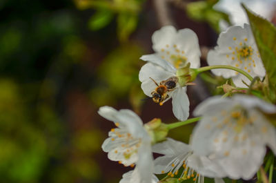 Close-up of bee on white flowers