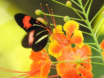 Close-up of orange butterfly on yellow flowers