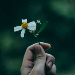 Close-up of hand holding small white flower