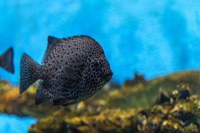 Close-up of fish underwater