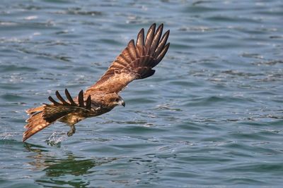 Bird flying over sea