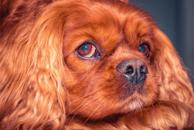 Close-up portrait of a dog