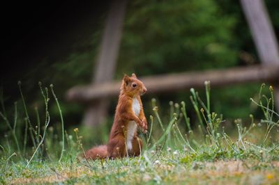 Squirrel on a field