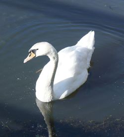 Swan swimming in lake