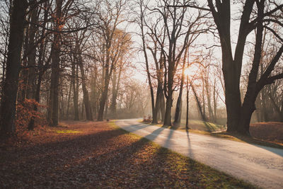 Road amidst trees in forest during autumn