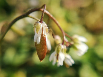 Close-up of flower buds