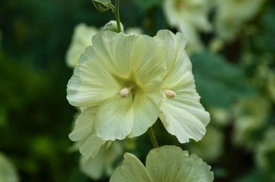 Close-up of flowering plant
