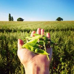 Cropped image of hand holding grass in field