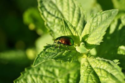 Close-up of insect on leaf