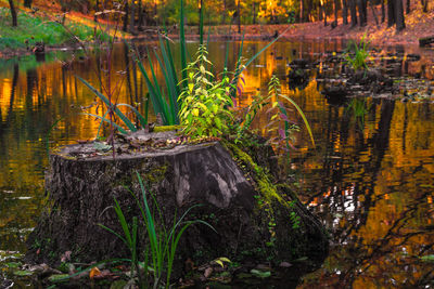 Scenic view of lake in forest