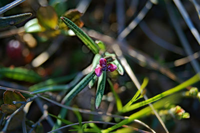 Close-up of plant