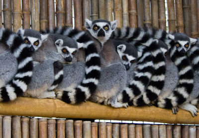 Ring-tailed lemurs in zoo