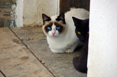 Two cats with blue and yellow eyes, sitting at a building entrance and looking into the camera 