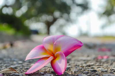 Close-up of pink crocus flower