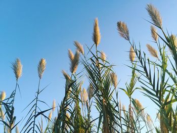 Low angle view of pampas grass growing against clear blue sky