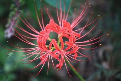 Close-up of red spider lily blooming outdoors