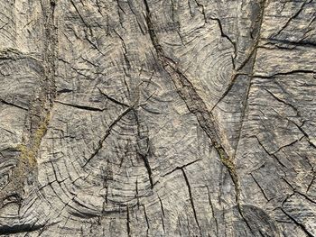 Full frame shot of tree stump in forest