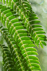 Close-up of wet leaves