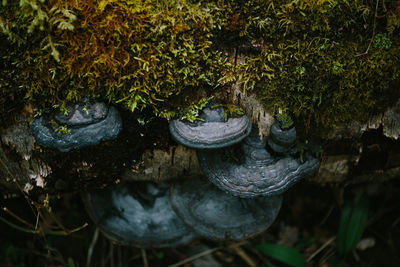 Close-up of moss growing in forest