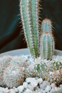 Close-up of succulent plant
