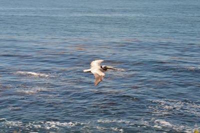 Swan flying over lake