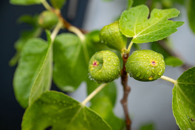 Close-up of fruit growing on plant