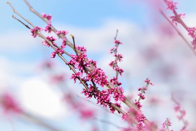 Low angle view of redbud blossom tree