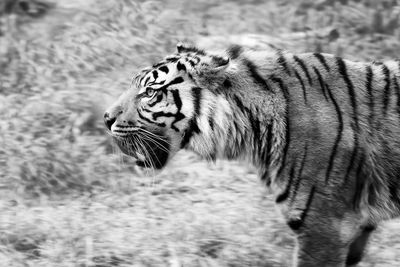 Side view of tiger standing on field