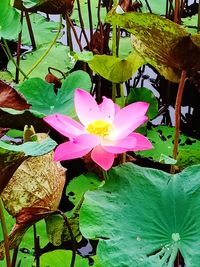 Close-up of lotus water lily in lake