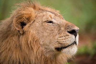 Close-up of a lion