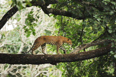 Leopard on tree branch