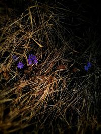 High angle view of plant at night