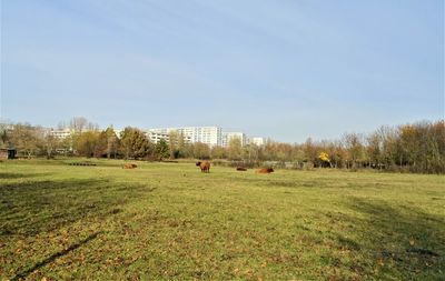 Scenic view of field by trees against sky