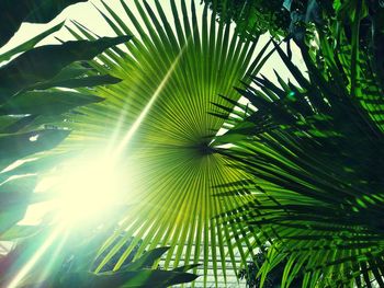 Low angle view of palm tree leaves