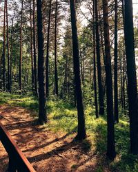 Trees in forest