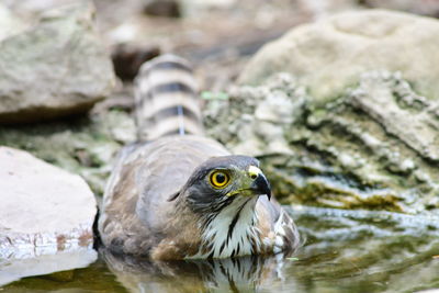 Close-up of bird perching on rock