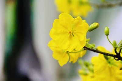 Close-up of yellow flowering plant