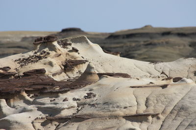 Close-up of animal skull in desert against clear sky