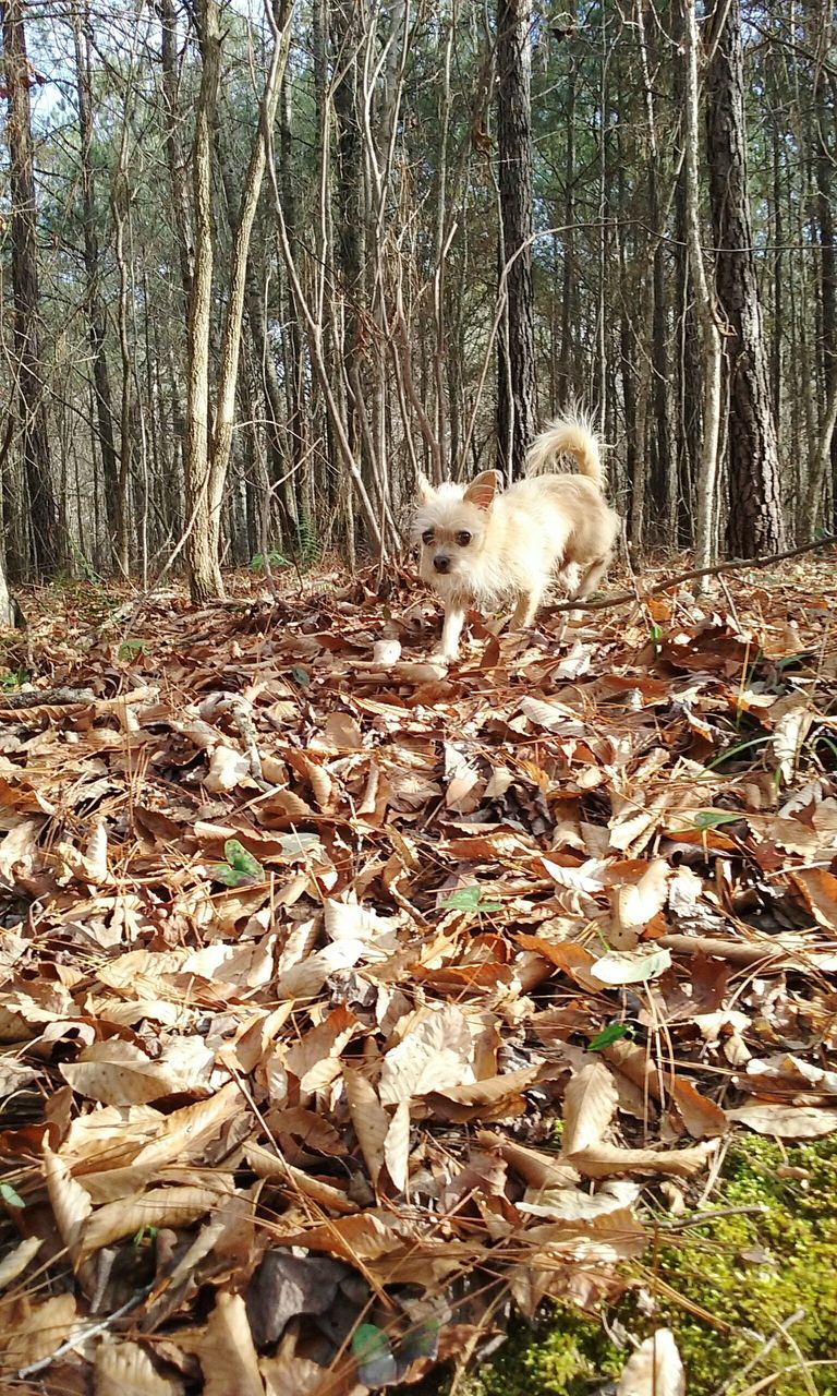 animal themes, tree, mammal, domestic animals, forest, one animal, wildlife, nature, dog, pets, tree trunk, field, animals in the wild, zoology, vertebrate, dry, day, outdoors, young animal, full length