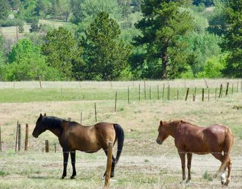 Horses in a field