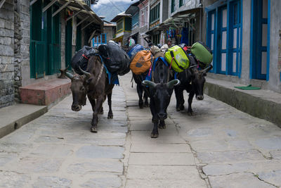 Horse standing on street against buildings in city