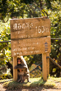 View of a sign on a tree