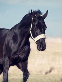 Black horse running against sky