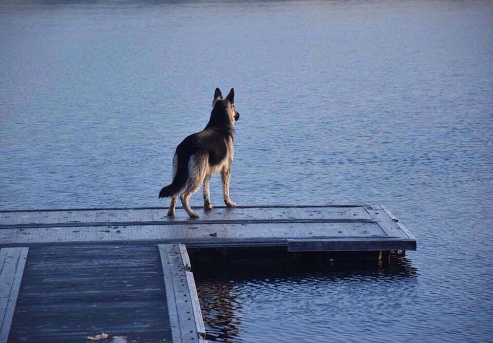 one animal, water, animal themes, wood - material, mammal, waterfront, lake, no people, domestic animals, outdoors, pets, nature, day, sky